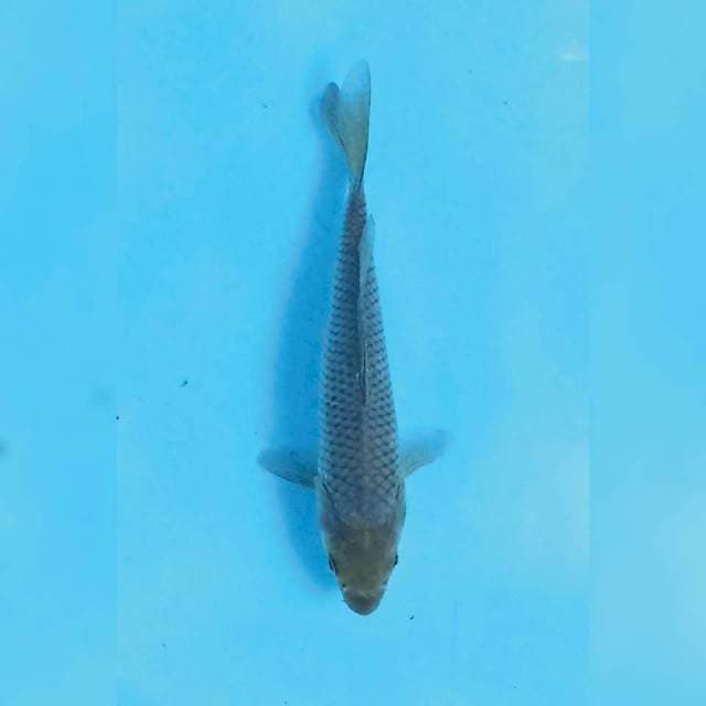 Soragoi 17 cm