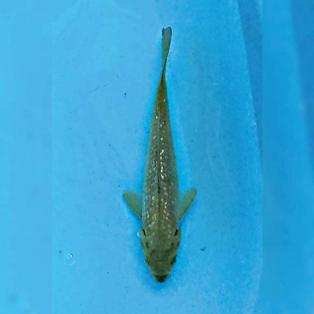 Midori Ginrin 19 cm