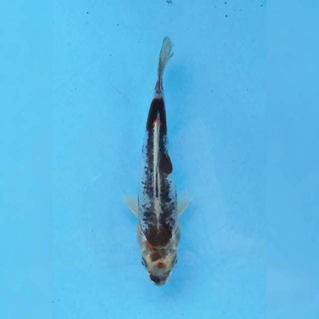 Kikokuryu 17 cm