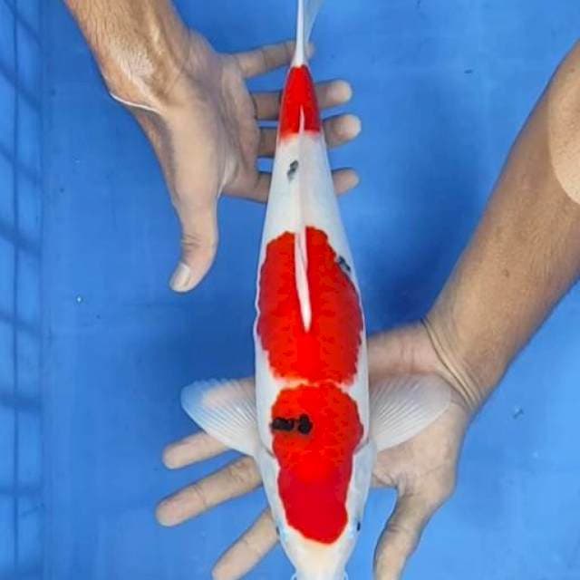 Sanke 36cm
