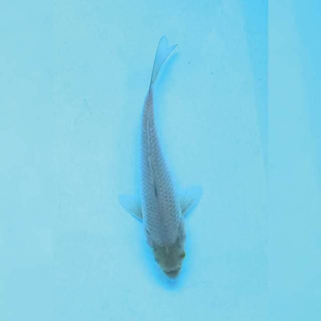 Soragoi 17 cm
