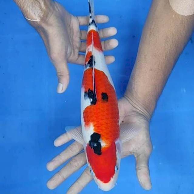 Sanke 33cm