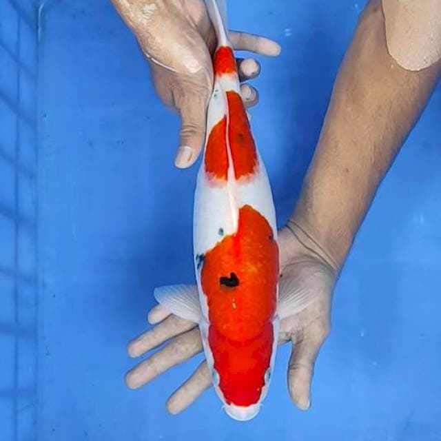 Sanke 36cm