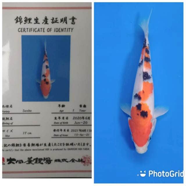 Sanke dainichi tosai