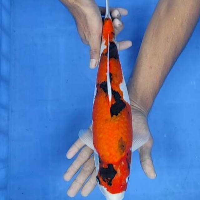 Showa 37cm