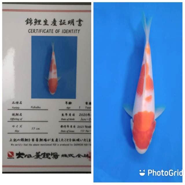 Kohaku tosai dainichi
