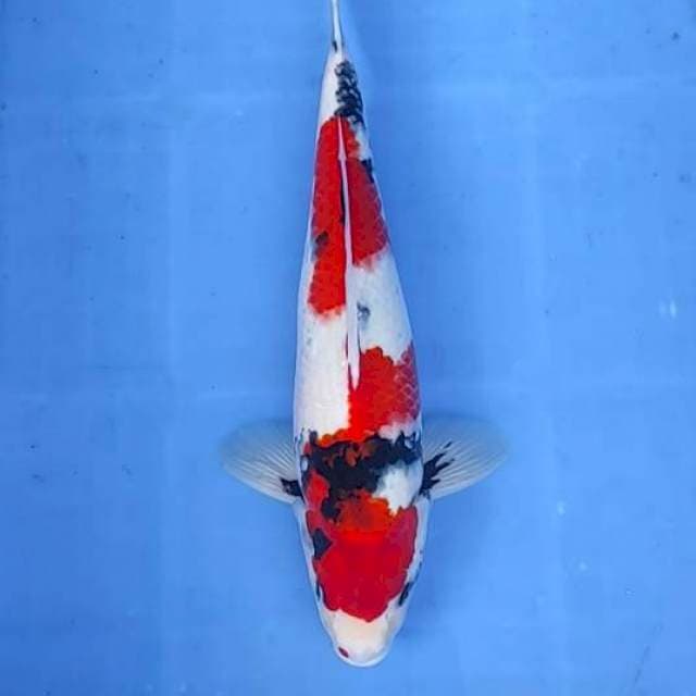 Showa 36cm