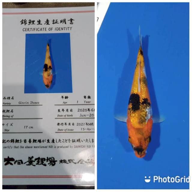 Ginrin showa tosai