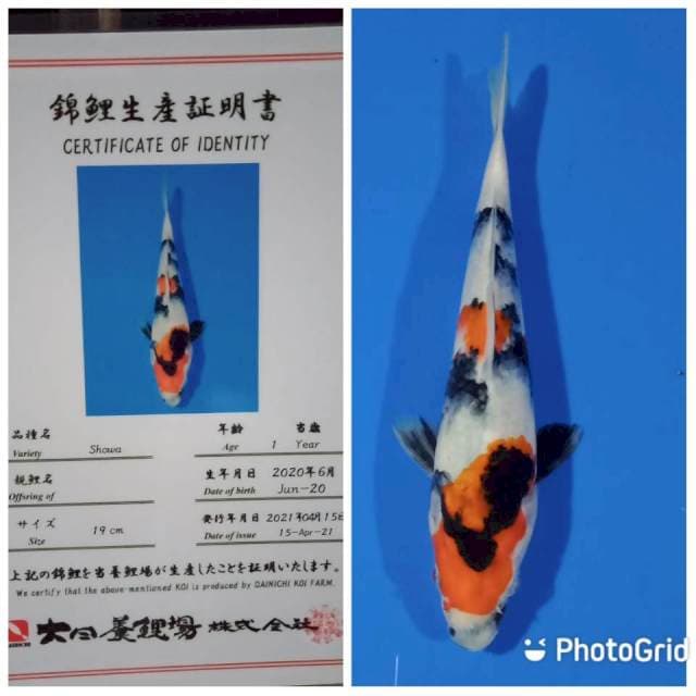 Showa tosai dainichi