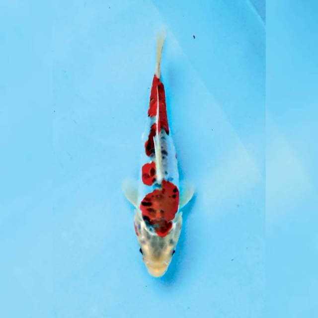 Kikokuryu 17 cm