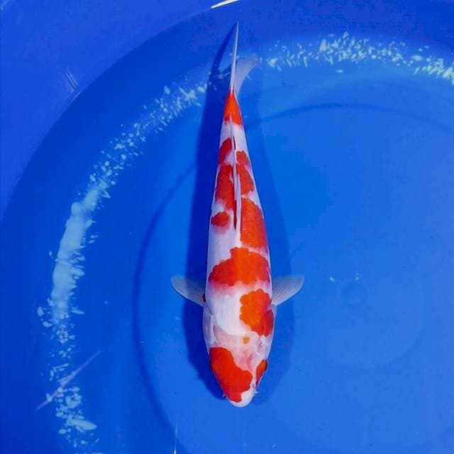 Kohaku