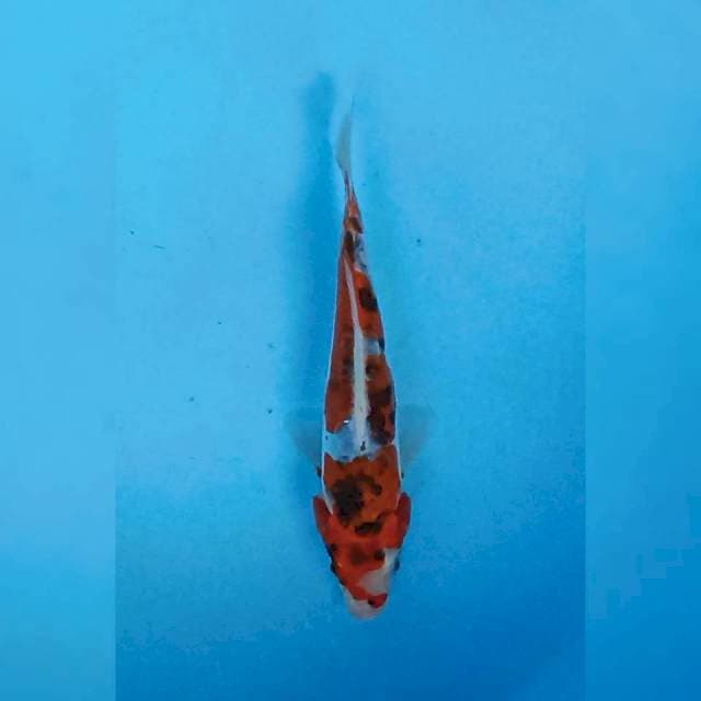 Kikokuryu 19 cm