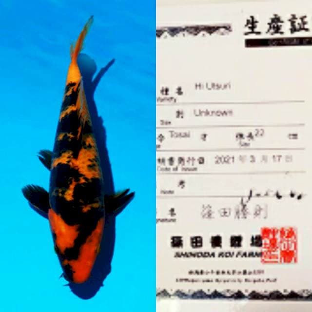 Hi Utsuri 27cm Shinoda Koi farm