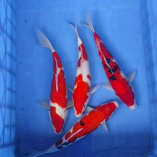 Paket kohaku sanke 4 ek. 30cm,