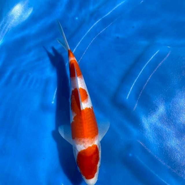 Kohaku 31cm