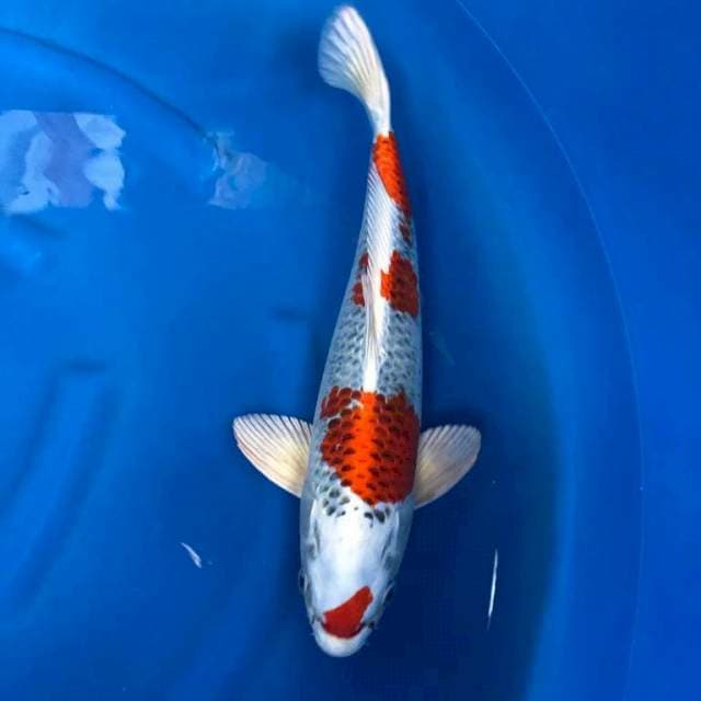 Kujaku 50cm