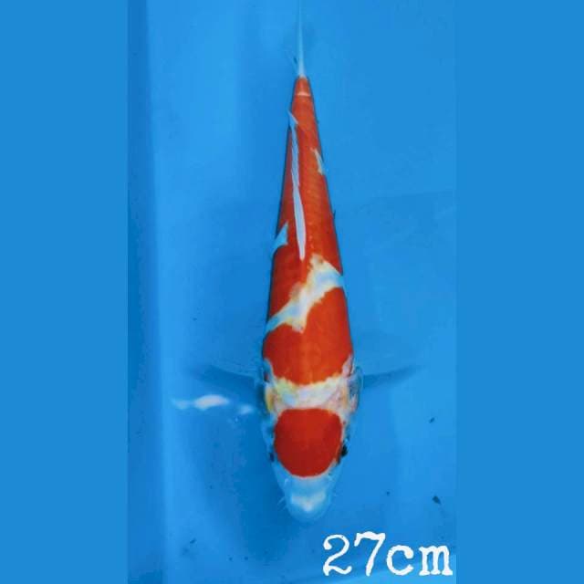 kohaku maruten