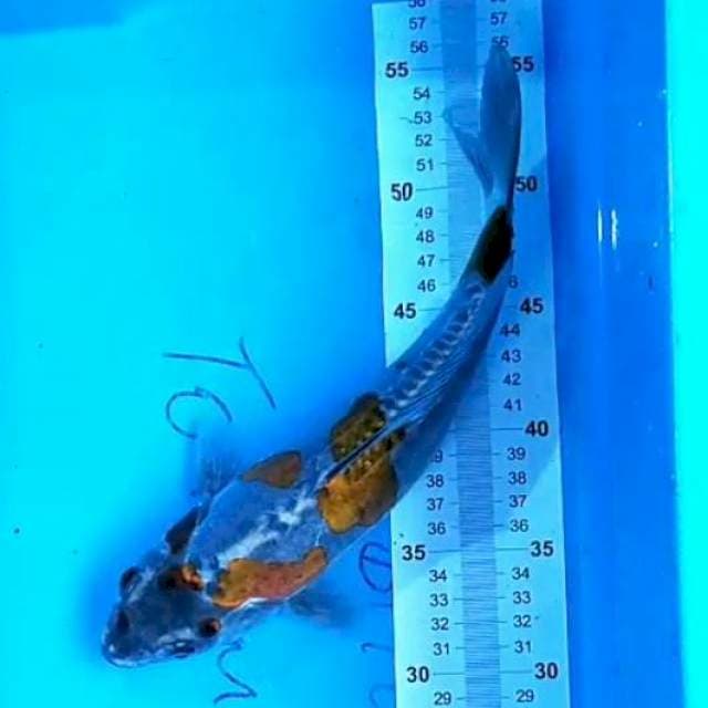 Kiko 30 cm