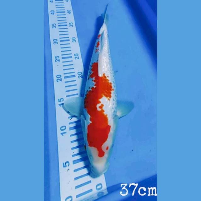 kohaku kanoko gindrin