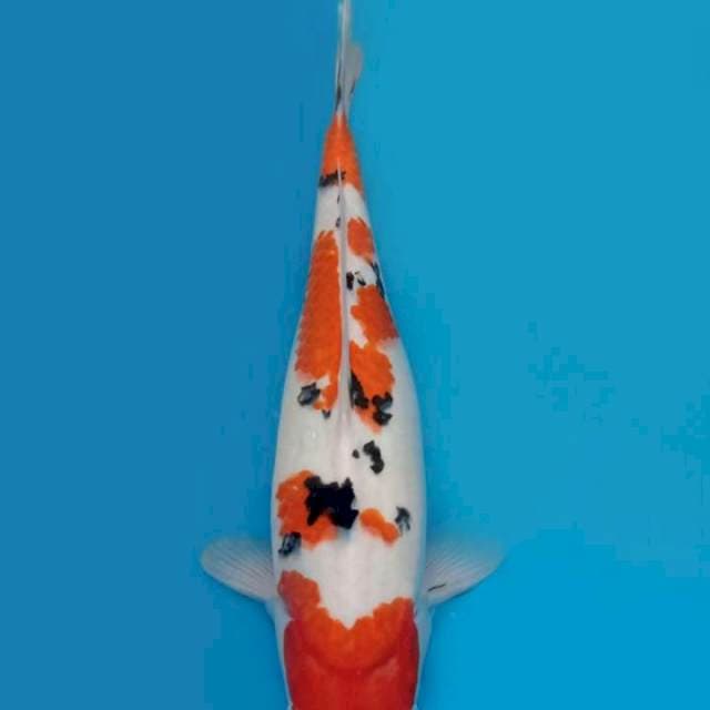 KAISAR KOI - JUMBO TOSAI SANKE - 39CM