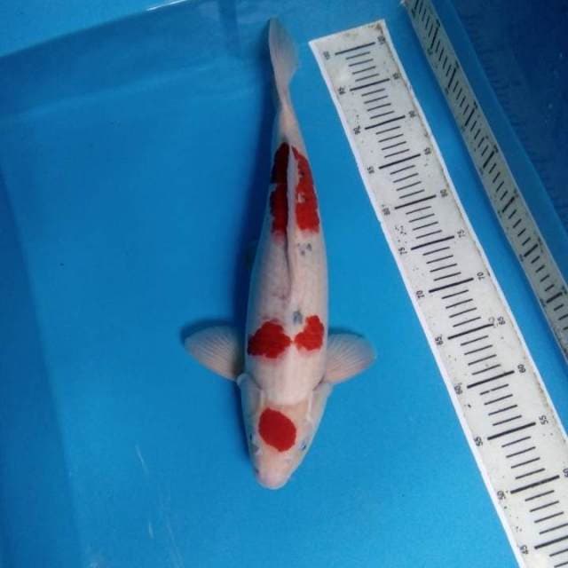 Sanke 46 cm (kepala agak bengkok)