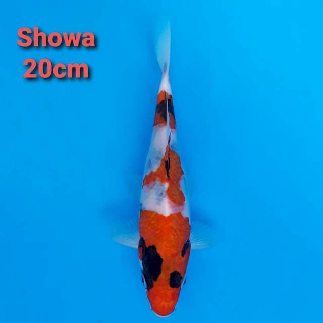 F1 Showa Sanshoku 20cm