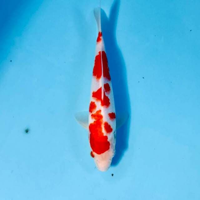 Kohaku, 22 cm