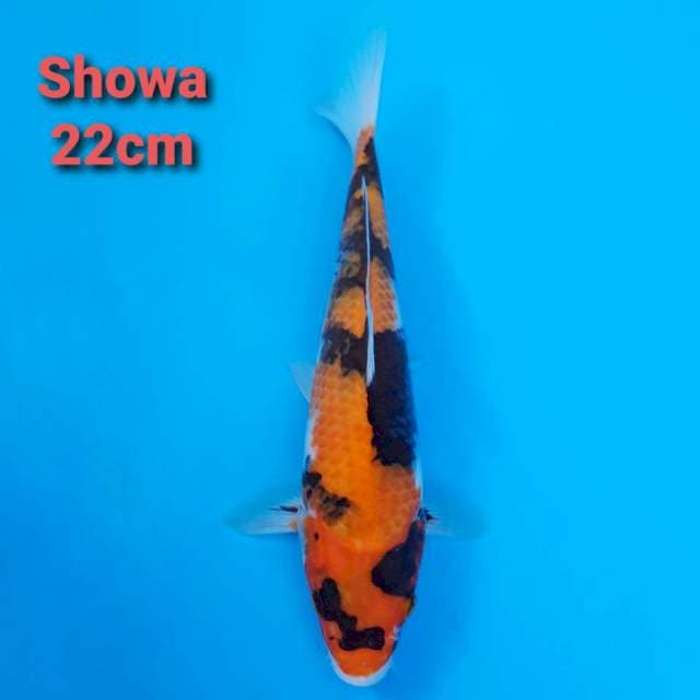 F1 Hi-Showa Sanshoku 22cm