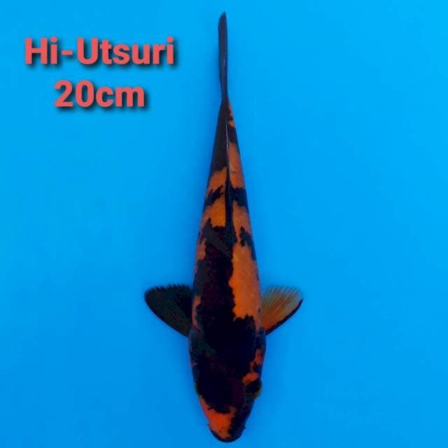 F1 Hi-Utsuri 20cm