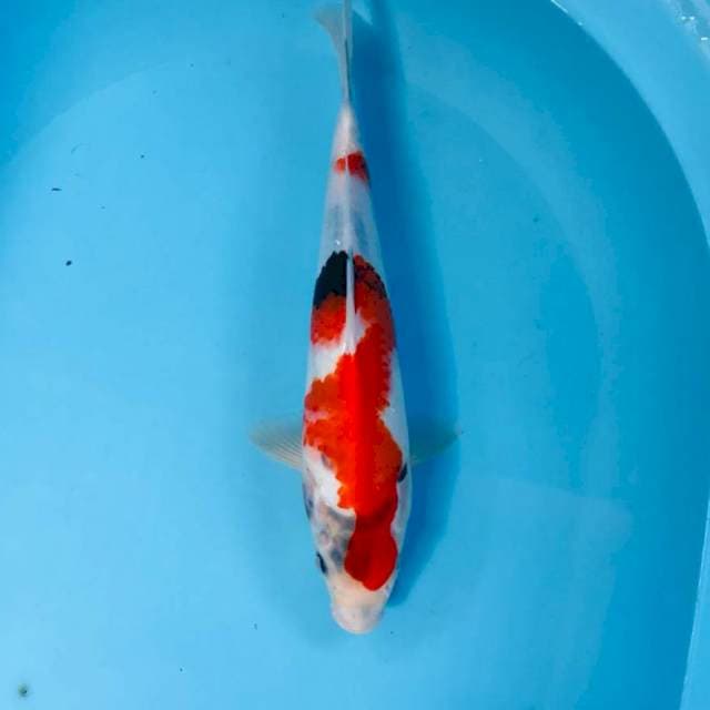 Showa, 32 cm