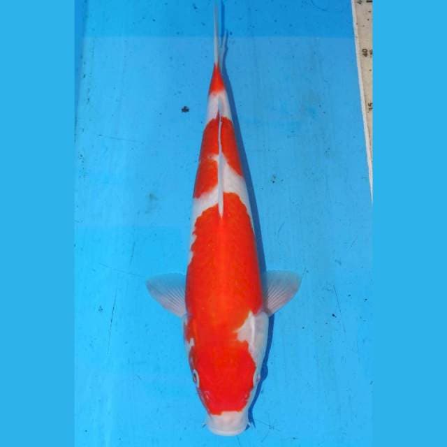 KOHAKU 3 STEP BAGUS