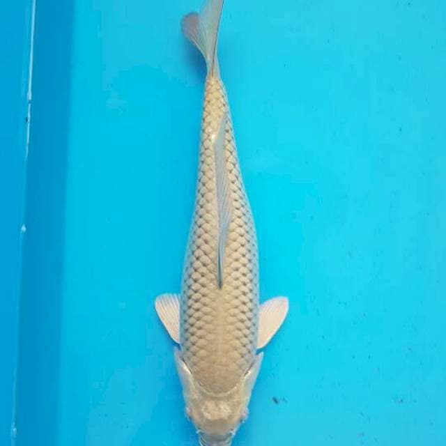 Tancho Midori Ogon F1 Marudo
