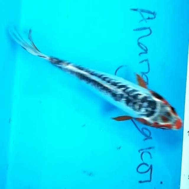 Shusui 23 cm