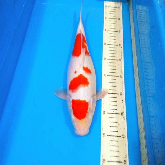 Kohaku ori maruten