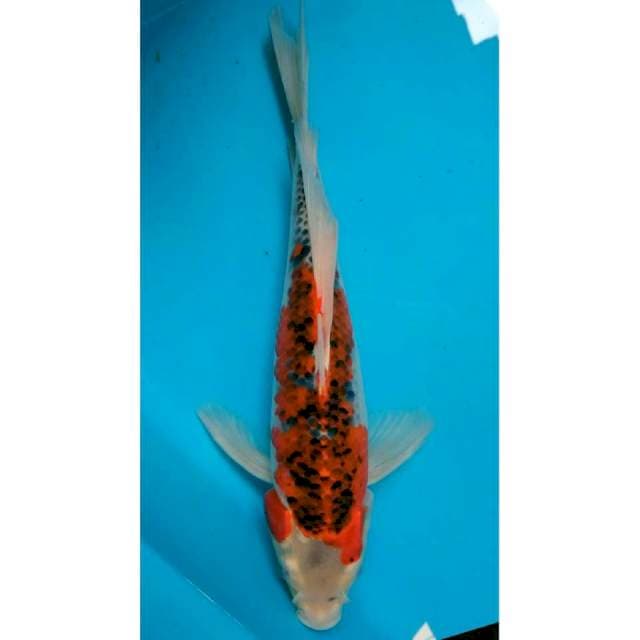 Kumpay Goshiki Jantan 32cm