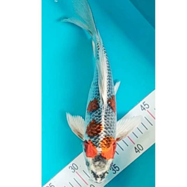 Kumpay Kujaku 30cm