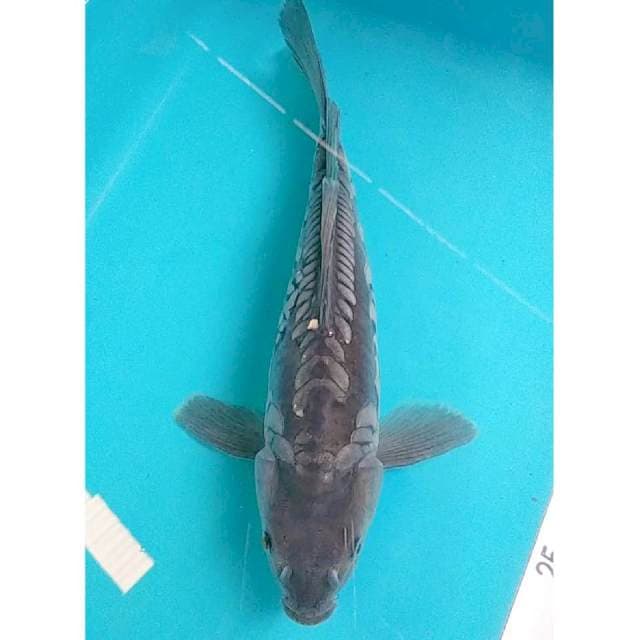 Kumpay Sora doit 32cm