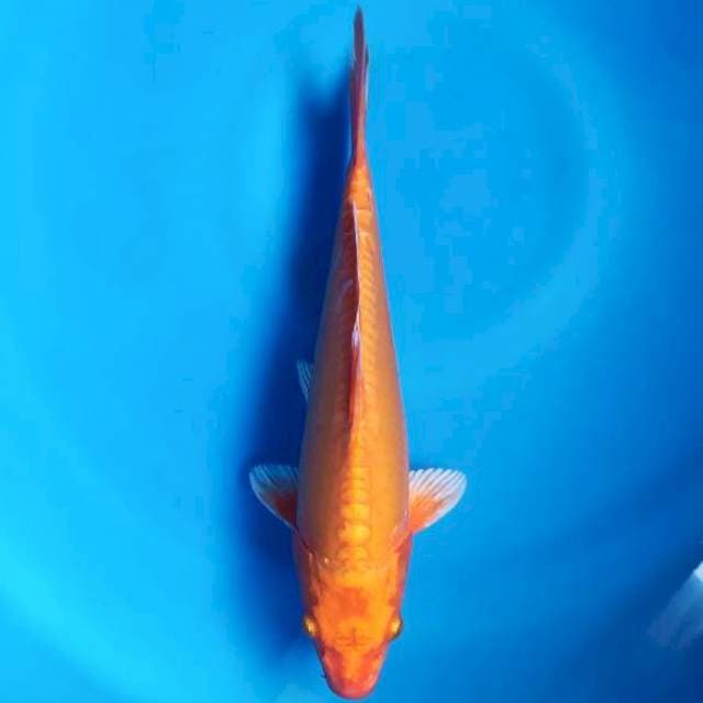 Orenji ogon doitsu 32cm male