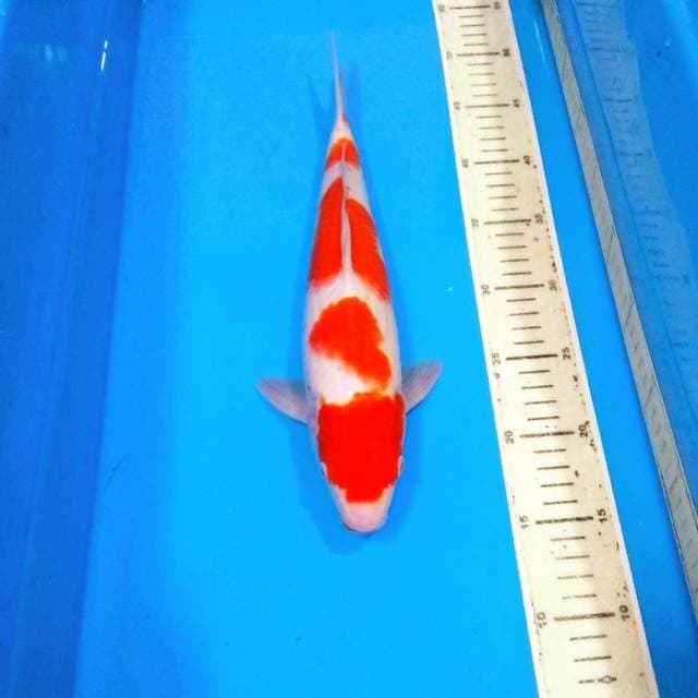 Yondan ori kohaku