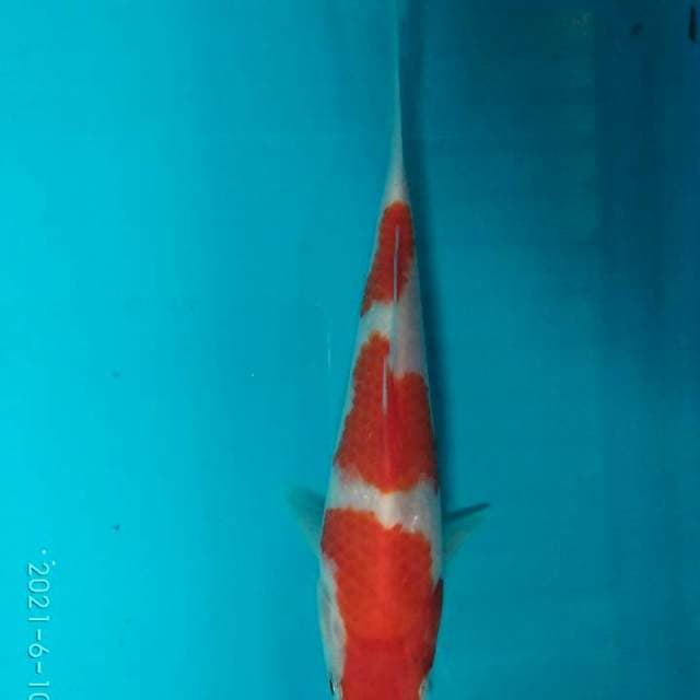 Kohaku 3step