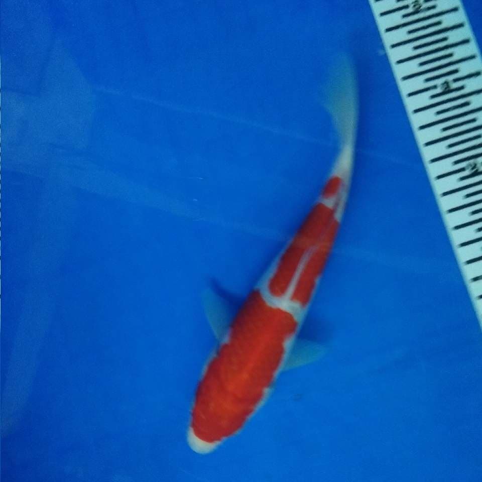 kohaku
