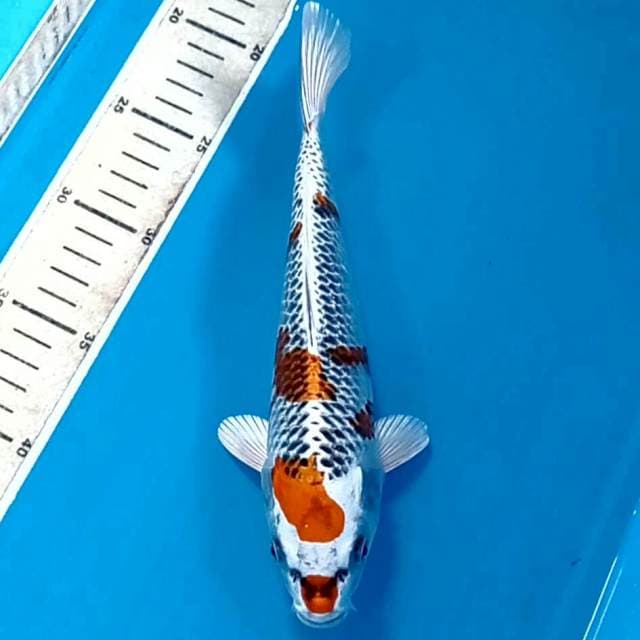 Kujaku, 25 cm