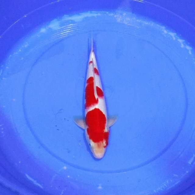 Kohaku merah pekat calon pejantan