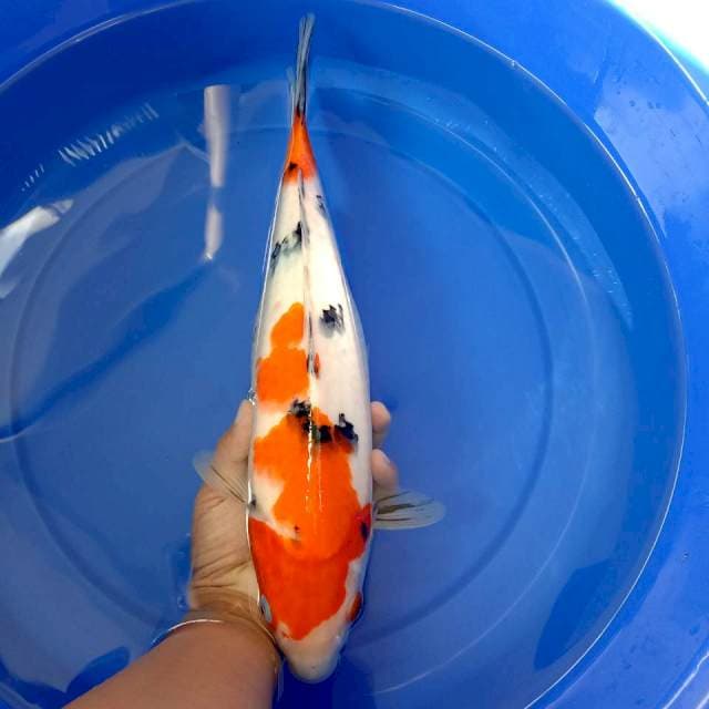 Sanke 37 cm