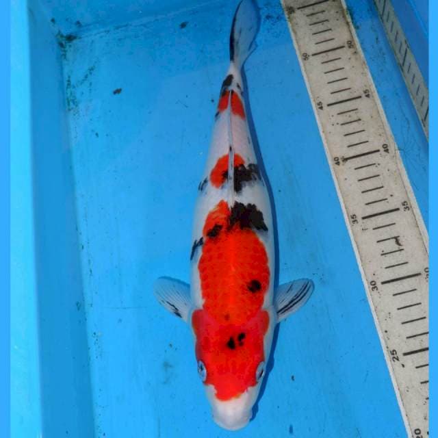 BULKY SANKE TSUBOSUMI 34cm