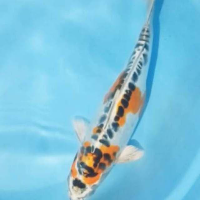 Kujaku Doitsu 35 cm
