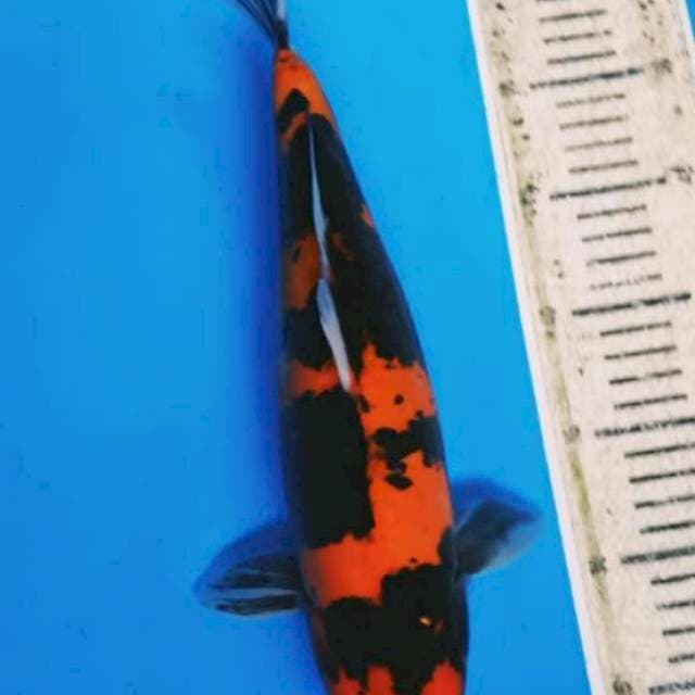 36 cm Hi Showa