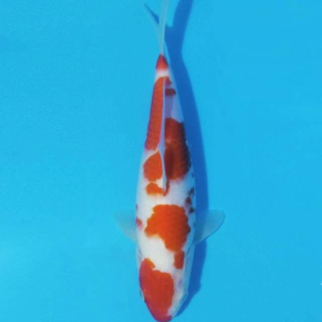 Kohaku
