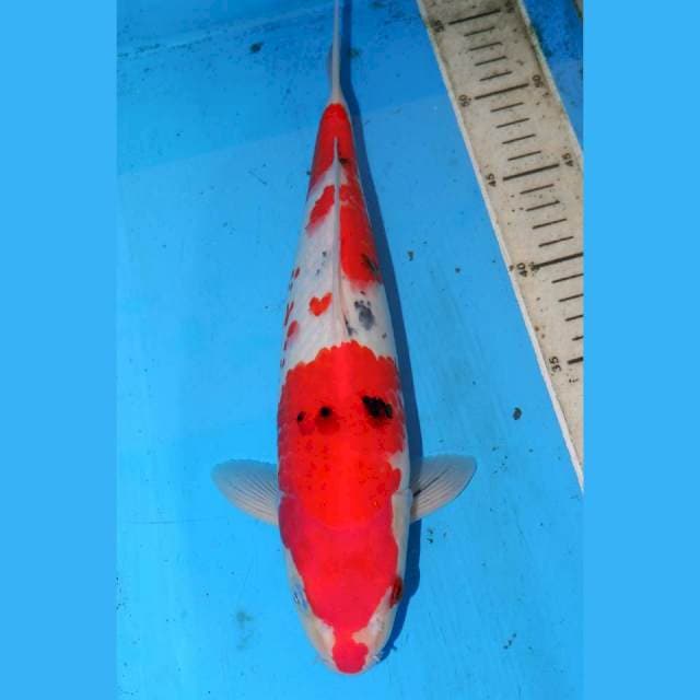 33cm F1 SANKE