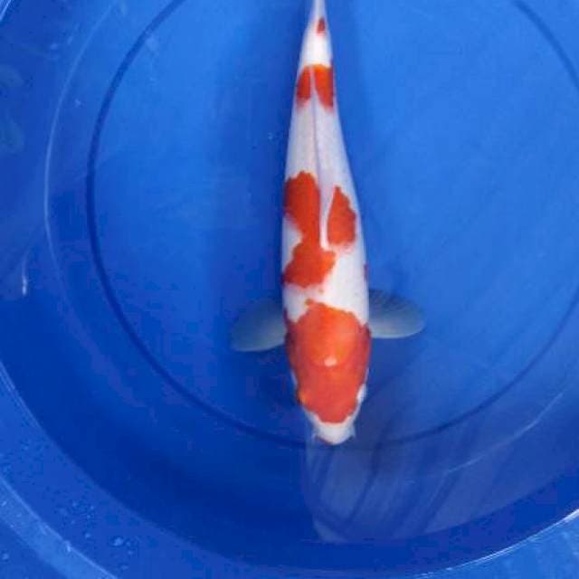 Kohaku male 34